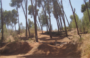 Foret D'ain Chkef